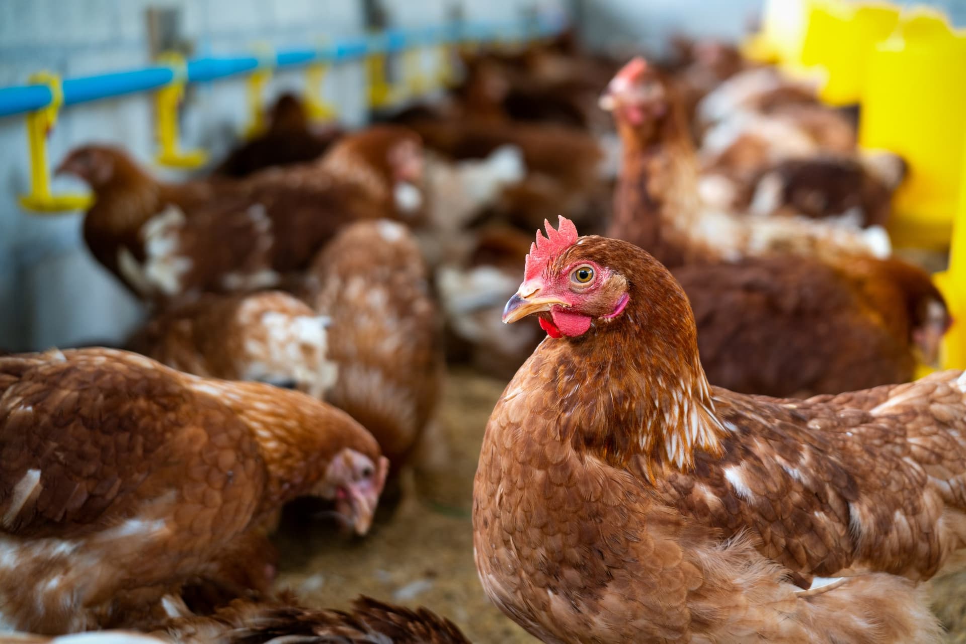 Healthy poultry flock in a modern farm